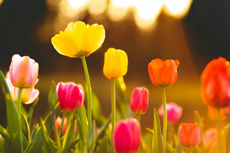Keukenhof tulip gardens in spring
